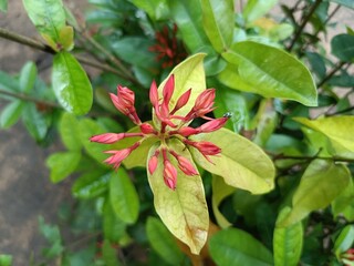 Ixora coccinea is a species of flowering plant in the family Rubiaceae. It is a common flowering shrub native to Southern India, Bangladesh, and Sri Lanka. 