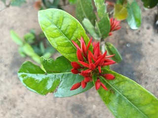 Ixora coccinea is a species of flowering plant in the family Rubiaceae. It is a common flowering shrub native to Southern India, Bangladesh, and Sri Lanka. 