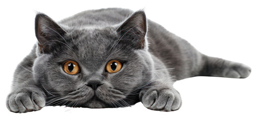 PNG Gray cat lying down