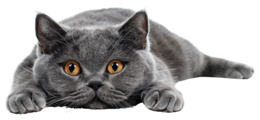 PNG Gray cat lying down