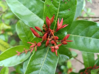 Ixora coccinea is a species of flowering plant in the family Rubiaceae. It is a common flowering shrub native to Southern India, Bangladesh, and Sri Lanka. 