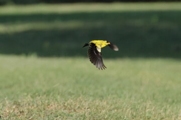 Yellow and black gold finch bird in flight against green blurry background
