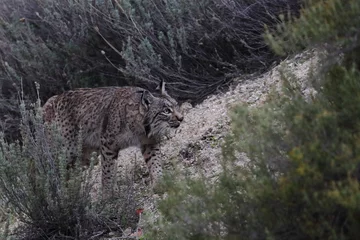 Fotobehang Lynx iberian lynx  © Thomas