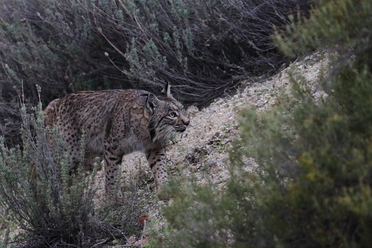 iberian lynx
