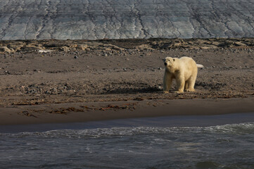 Polar bear on Kvitoya Island, Svalbard Archipelago