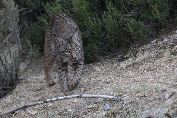 Obraz premium iberian lynx