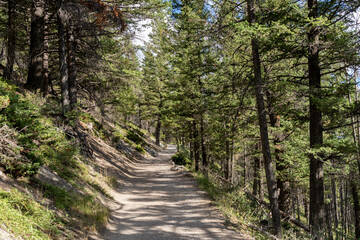 Mountain forest scenery in summer sunny day. Tunnel Mountain Trail Route. Banff National Park, Canadian Rockies, Alberta, Canada.