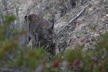 iberian lynx