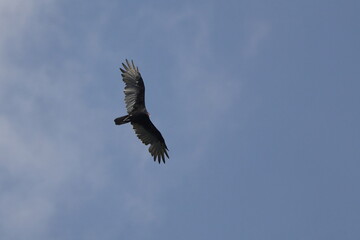 Turkey vulture in flight against blue sky