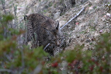 iberian lynx