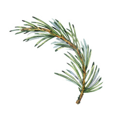 Fototapeta premium Pine branch with green needles, forest plants for winter and christmas decor. Watercolor illustration, hand drawn. Isolated object on a white background.