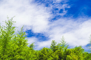 Obraz premium 青空と竹藪