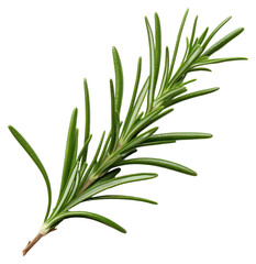 Obraz premium PNG Fresh aromatic rosemary herb sprig