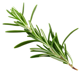 Fototapeta premium PNG Fresh rosemary herb sprig isolated