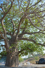 Kalpavriksha, Tikamgarh, Madhya Pradesh, India.