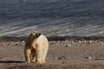 Polar bear on Kvitoya Island, Svalbard Archipelago