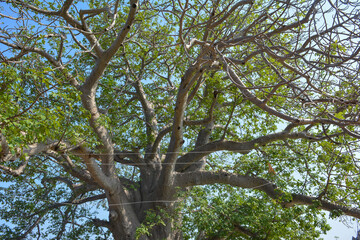 Kalpavriksha, Tikamgarh, Madhya Pradesh, India.