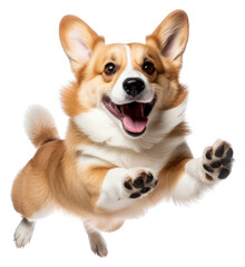 Obraz premium PNG Happy corgi jumping high joyfully