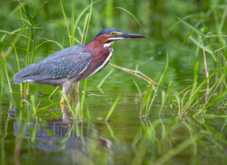 Green Heron in Wisconsin Wetland