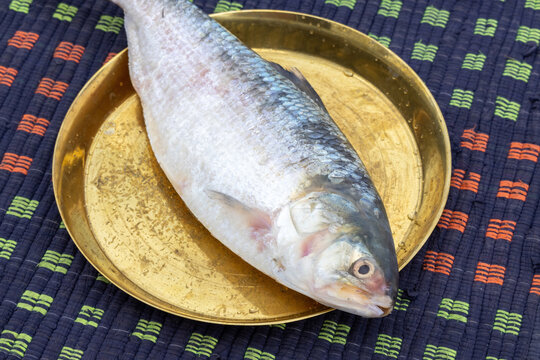 One whole fresh raw Hilsa fish (Tenualosa ilisha) on a brass plate. It is called Ilish in Bengali. It is the national fish of Bangladesh and the state fish of West Bengal, India.