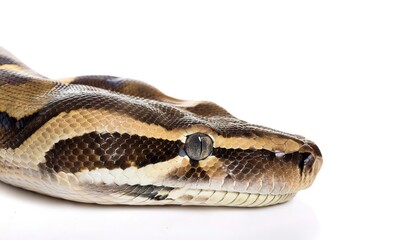 Boa constrictor snake also known as the common boa, is a species of large, non venomous, heavy bodied snake that is frequently kept and bred in captivity. isolated on white background with copy space