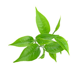 Green tea leaf isolated on transparent png © Chaaim