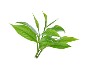 Fototapeta premium fresh green tea leaf on transparent png