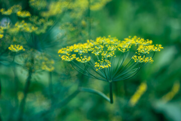 Blossom dill plant on a green background macro photography on a sunny summer day. Dill umbels with...