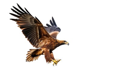 Obraz premium golden eagle - Aquila chrysaetos - is a widely distributed bird of prey living in the Northern Hemisphere of the world. Isolated on white background with copy space