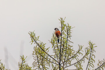 Grey-headed bullfinch (Pyrrhula erythaca) at Mishmi hills, Arunachal Pradesh, India