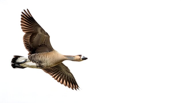 nene or Hawaiian goose - Branta sandvicensis - exclusively found in the wild on the islands of Maui, Kauai, Molokai, and Hawaii. Isolated on white background with copy space