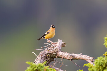 Orange bullfinch (Pyrrhula aurantiaca) at Sinthan Top, Jammu  Kashmir UT