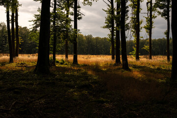sunset in the woods