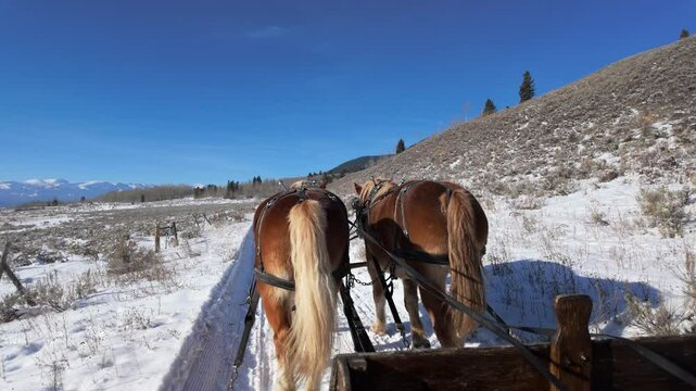 Draft Horses Pulling Wooden Sleigh in Montana Through Sage Brush