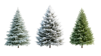 Fototapeta premium A set of Christmas trees isolated on a transparent background, featuring different sizes and decorations..