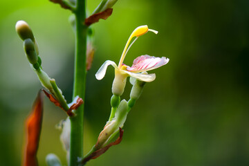 buds of a magnolia
