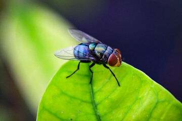close up of fly
