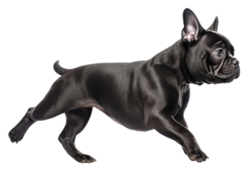 PNG Black French Bulldog running