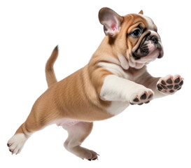 Fototapeta premium PNG Playful bulldog puppy leaping joyfully