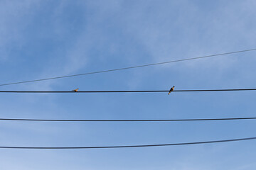 bird on power lines with sky backgrounds
