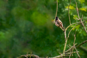 Red Vented Bulbul on the branch of tree 