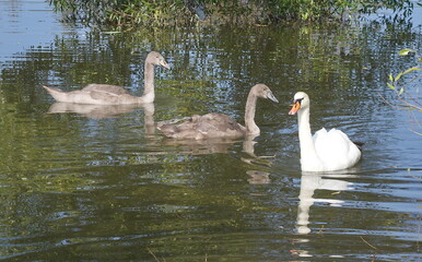 Teenage chicks of a white swan on the lake. (Cygnus olor)
