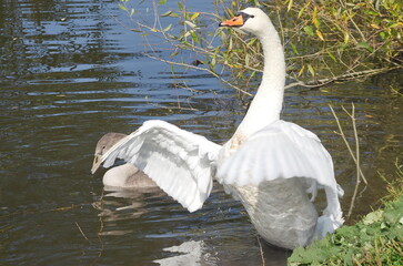 Teenage chicks of a white swan on the lake. (Cygnus olor) © Foton