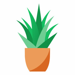 Aloe vera in a vase on a white background 