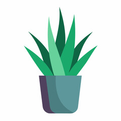 Aloe vera in a vase on a white background 