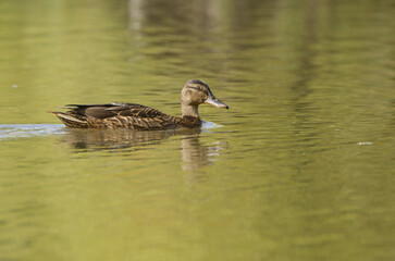 female mallard swims on the lake, female duck on the pond, mallard looks curiously and swims past