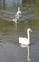 Teenage chicks of a white swan on the lake. (Cygnus olor)