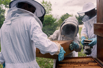 Beehive European Black bees being opened