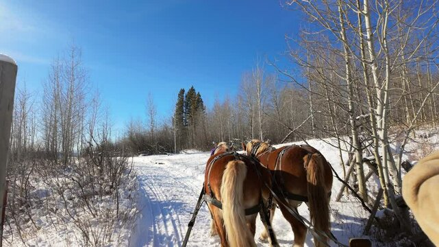 Sleigh Pulled Up Hill by Draft Horses in Aspen Grove