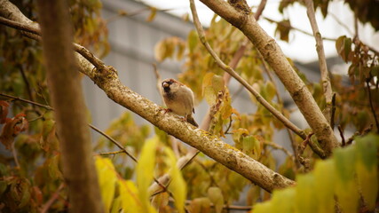 Vogel im Tierpark Bochum